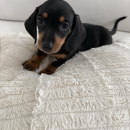 Boy 1 - Black and tan male Dachshund puppy in Spokane, Washington from Dearhaven Doxie
