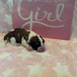 Haze - Brown and white female Saint Berdoodle puppy in Traverse City, Michigan from Bare Paws Saint Berdoodles