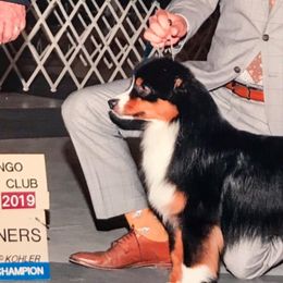 Badger - Miniature American Shepherd