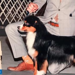 Badger - Miniature American Shepherd