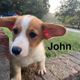 John - Red male Pembroke Welsh Corgi puppy in Apison, Tennessee from Ashmore Corgis