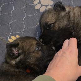 Black Girl - Sable coat - Black female German Shepherd puppy in Elijay, Georgia from Mission K9