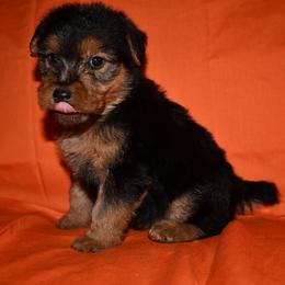 Patriot - Black and tan male Welsh Terrier puppy in Draper, Virginia from Shady Oaks WFT