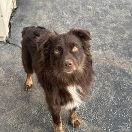 Tate - Australian Shepherd