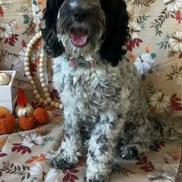 Harper - Cockapoo