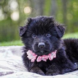 Light Pink collar - Black female German Shepherd puppy in Howell, Michigan from Sheyenne Buentello's German Shepherds