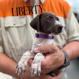 Liberty - female German Shorthaired Pointer puppy in Six Mile, South Carolina from The Proper Pointer Co.