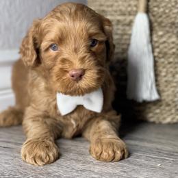 Australian Labradoodle Puppies from Pixie Doodle Paws