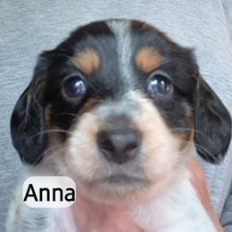 Anna - Piebald female Dachshund puppy in Bangs, Texas from Lickin'bach Miniature Dachshunds