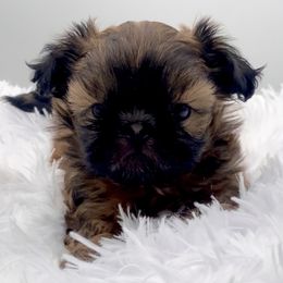 Shih Tzu puppies from Fancy Garden Shih Tzu