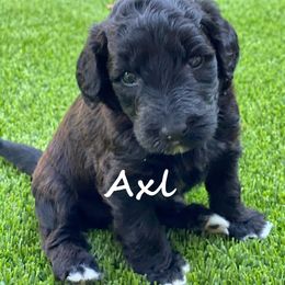Australian Labradoodle Puppies from Providence Labradoodles