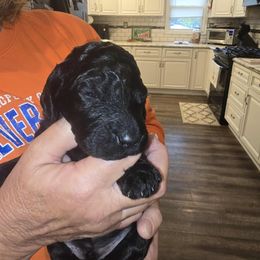 Boo - Black male Poodle puppy in Calvert City, Kentucky from Pawpaws Doodles