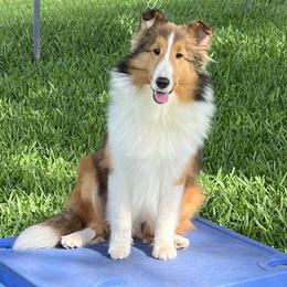 Hudson is super outgoing, happy dog.  He is very handsome. Our loss is your gain. He  was being grown out as a show prospect but is going to be just a little too tall. - Sable and white male Shetland Sheepdog puppy in Davie, Florida from Enclave