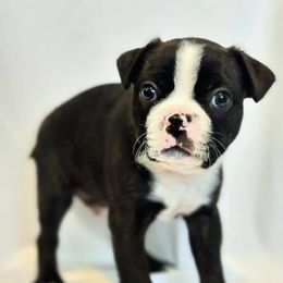Boston Terrier Puppies from Drew Simmons