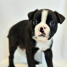 Boston Terrier Puppies from Drew Simmons