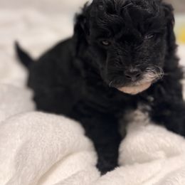 Beauty - Black female Goldendoodle puppy in Nashville, Tennessee from Tumbling Creek GoldenDoodles