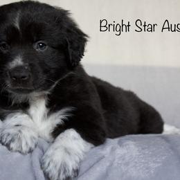 Australian Shepherd Puppies from Bright Star Aussies