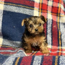 Yorkshire Terrier puppies from Charitabee’s Yorkies