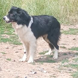 Border Collies and Pembroke Welsh Corgis from Cedar Springs Corgis/Border collies