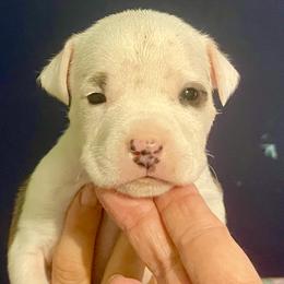 Left Eye - Hot Pink Collar - Red female American Staffordshire Terrier puppy in Monroe, Georgia from Irresistibull Staffords