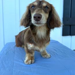 Cova - Chocolate and cream female Dachshund puppy in Cave City, Kentucky from Mammoth Cave Dachshunds