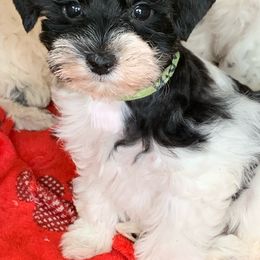 Miniature Schnauzer Puppies from Von Baron Schnauzers