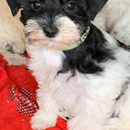 Miniature Schnauzer Puppies from Von Baron Schnauzers
