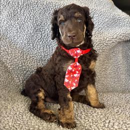 Teak - Phantom male Poodle puppy in Calimesa, California from Teakwoodpoodleofsocal