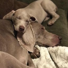Weimaraners from Kelly's Weimaraners