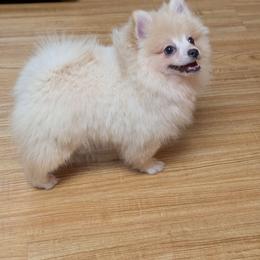 Throwback Johnny - Cream male Pomeranian puppy in Danielsville, Georgia from PassionatePomPoms