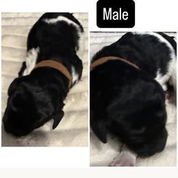 Brown Collar - Parti male Poodle puppy in League City, Texas from Chauffeured Poodles