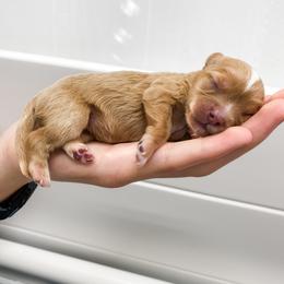 Cavapoo Puppies from Perfectly Playful Doodles