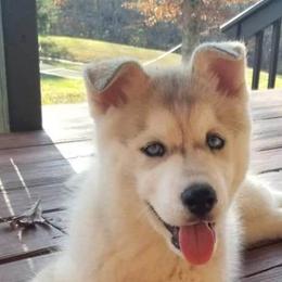 Siberian Husky Puppies from Kentucky Huskies