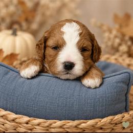 Ellie - Red  female Goldendoodle puppy in Hendersonville, Tennessee from Ben's Best Buddy Goldendoodles