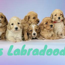 Australian Labradoodle Puppies from Kings Labradoodles