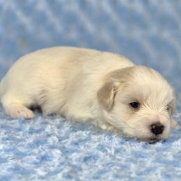Winston - White male Miniature Schnauzer puppy in Ely, Nevada from Great Basin Miniature Schnauzers