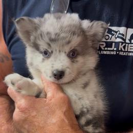 Galaxy - Merle female Pomsky puppy in Spring Hill, Florida from PDQ Pomskies