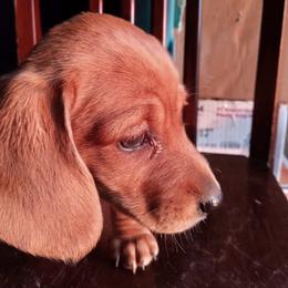 Dachshunds from Dennes' Dachshunds