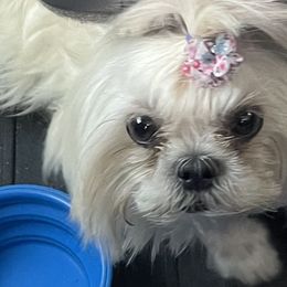 Charmin - Shih Tzu