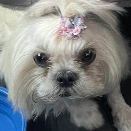 Charmin - Shih Tzu