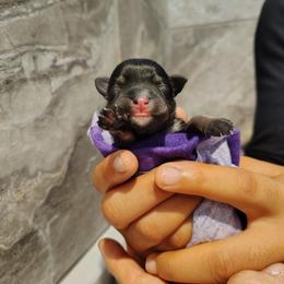 Dark purple collar female - Black and silver female Miniature Schnauzer puppy in Mineola, Texas from Nikkis Minis