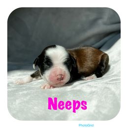Goldendoodle and Tibetan Terrier Puppies from Dood Ranch Doodles & Kildare Tibetan Terriers