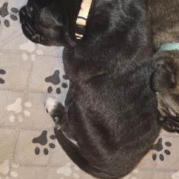 Gigi - Black female Spanish Mastiff puppy in Prosperity, Pennsylvania from Prosperity Guardians