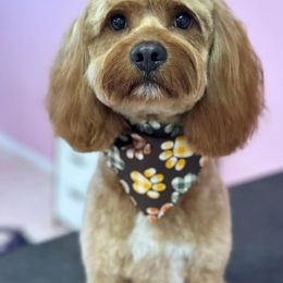 Cavapoo All Grown Up from Puppylove for Doodles
