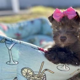 Miniature Schnauzer Puppies from Virgil Farms