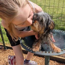 Carlee - Black and tan female Yorkshire Terrier puppy in Elizabethtown, Kentucky from Teeny Tiny Puppy Tails