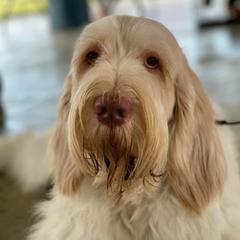 Fiero - Spinone Italiano