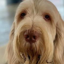 Fiero - Spinone Italiano