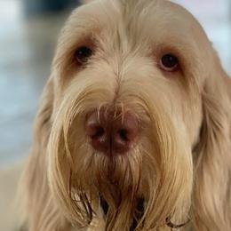 Fiero - Spinone Italiano
