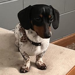 Oreo - Dachshund